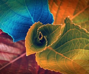 colors of leaves wallpaper