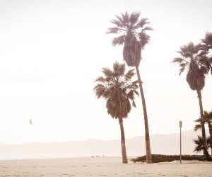 Palm trees By Florian Klauer wallpaper