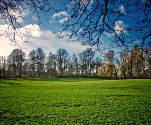 Meadow Spring wallpaper