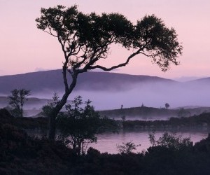 Lakeside Tree wallpaper