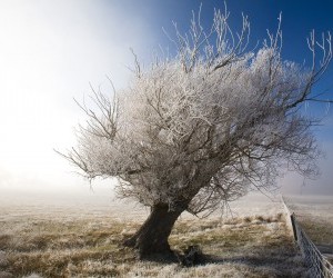 Frozen Tree wallpaper