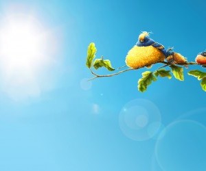 sun birds wallpaper