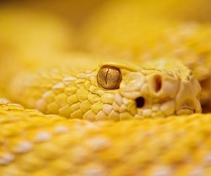 Albino Rattlesnake wallpaper