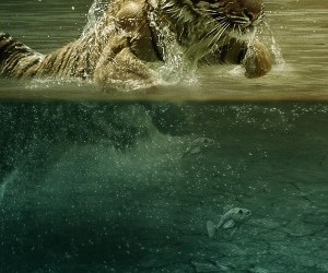 water tiger wallpaper