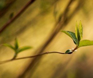 Fresh Green leaf wallpaper