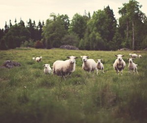 sheep by Jonas Nilsson Lee wallpaper