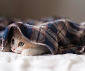 sleepy kitten wallpaper