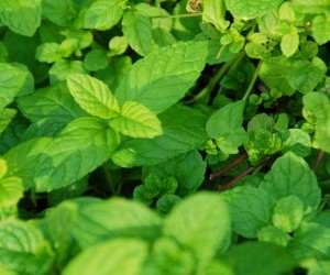 mint leaves by Max Moreira wallpaper