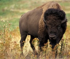 american bison wallpaper