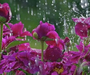 Rain on flowers wallpaper