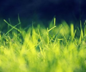 Nude Grass wallpaper