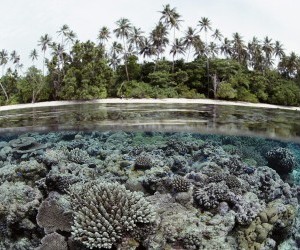 Coral Reef, Solomon Islands wallpaper