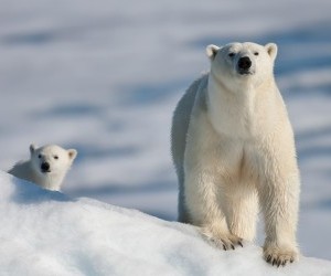 polar bear wallpaper