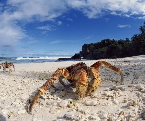 Coconut Crabs, Christmas Island wallpaper