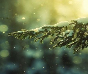 Snow On Branch wallpaper