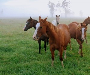 Grazing of Horses wallpaper