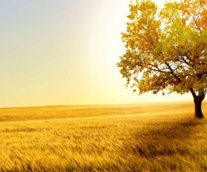 Tree in field wallpaper