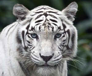 White tiger wallpaper