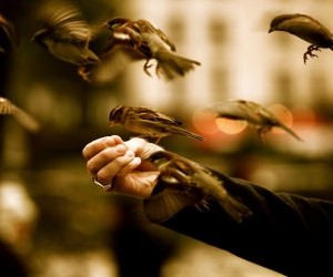 birds eat in the hand wallpaper