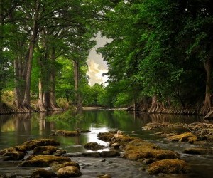 tree near river wallpaper