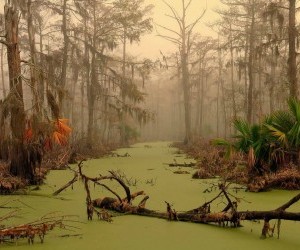 Louisiana bayou wallpaper