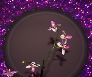 Orchid by Dermot Canniffe wallpaper