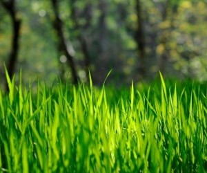 Grass wallpaper