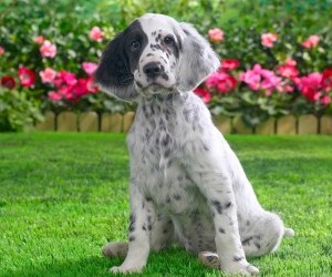 English Setter Puppy wallpaper