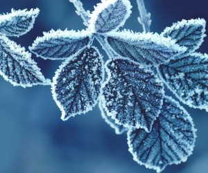 cold leaves wallpaper