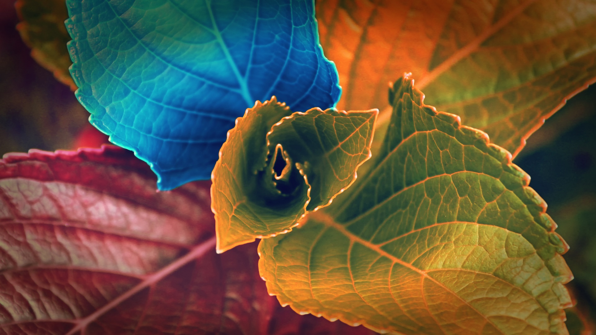 colors of leaves wallpaper download