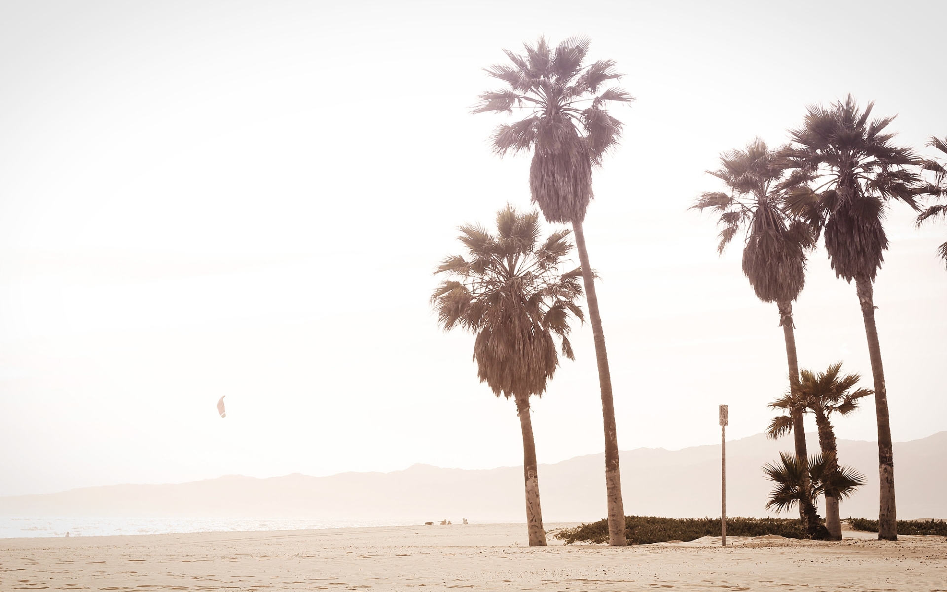 Palm trees By Florian Klauer wallpaper download