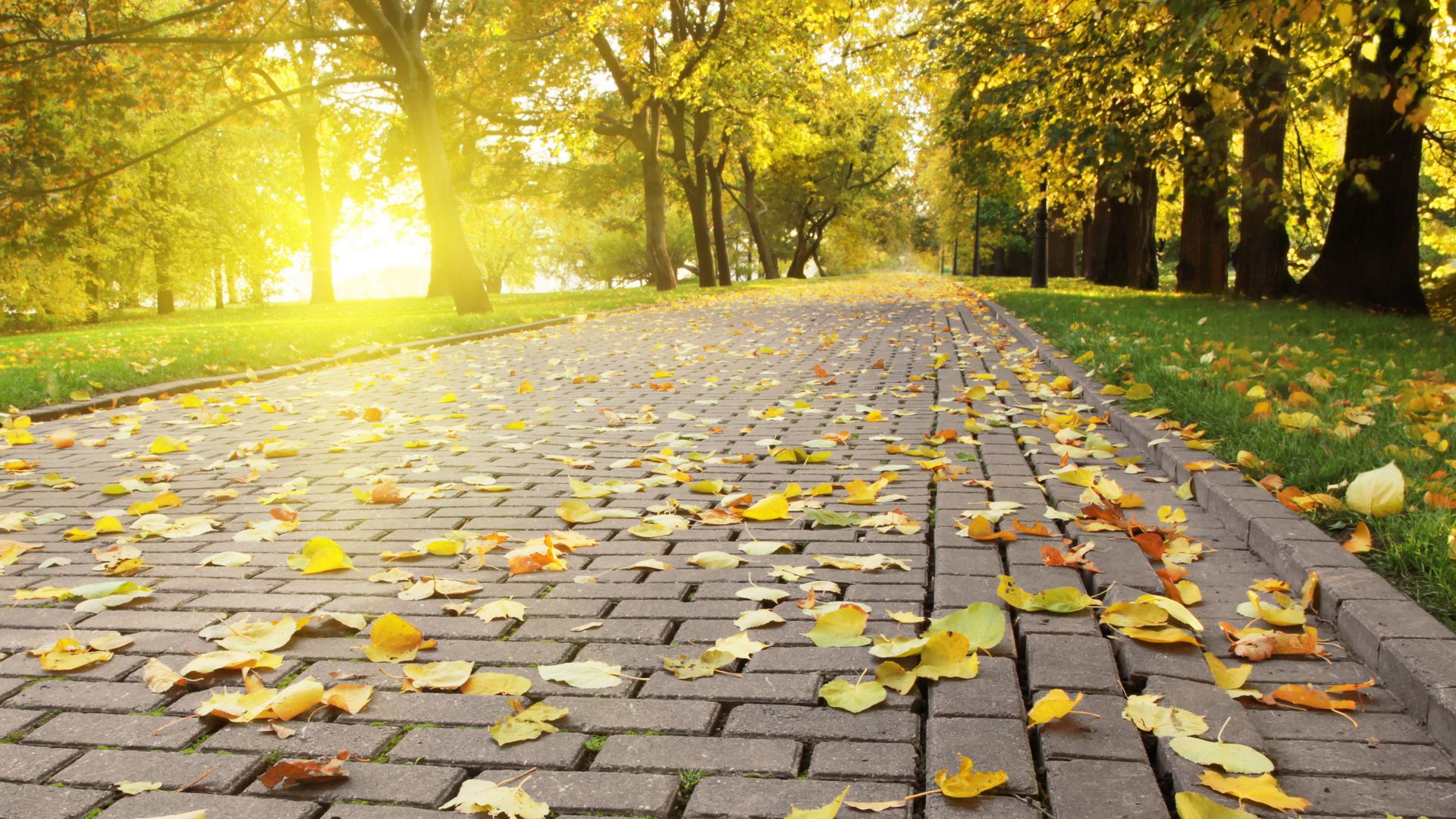 Road in autumn wallpaper download