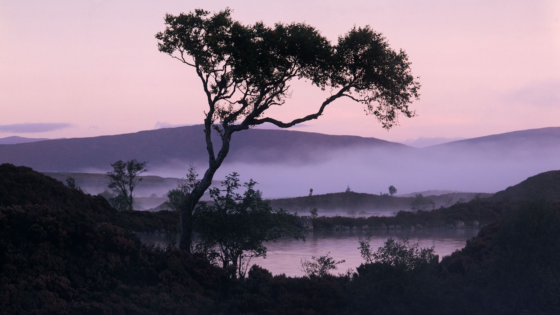 Lakeside Tree wallpaper download