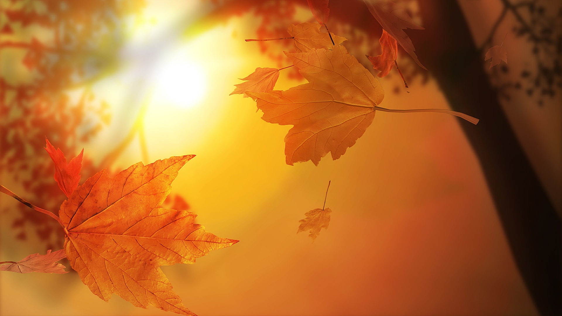 Autumn Leaves wallpaper download