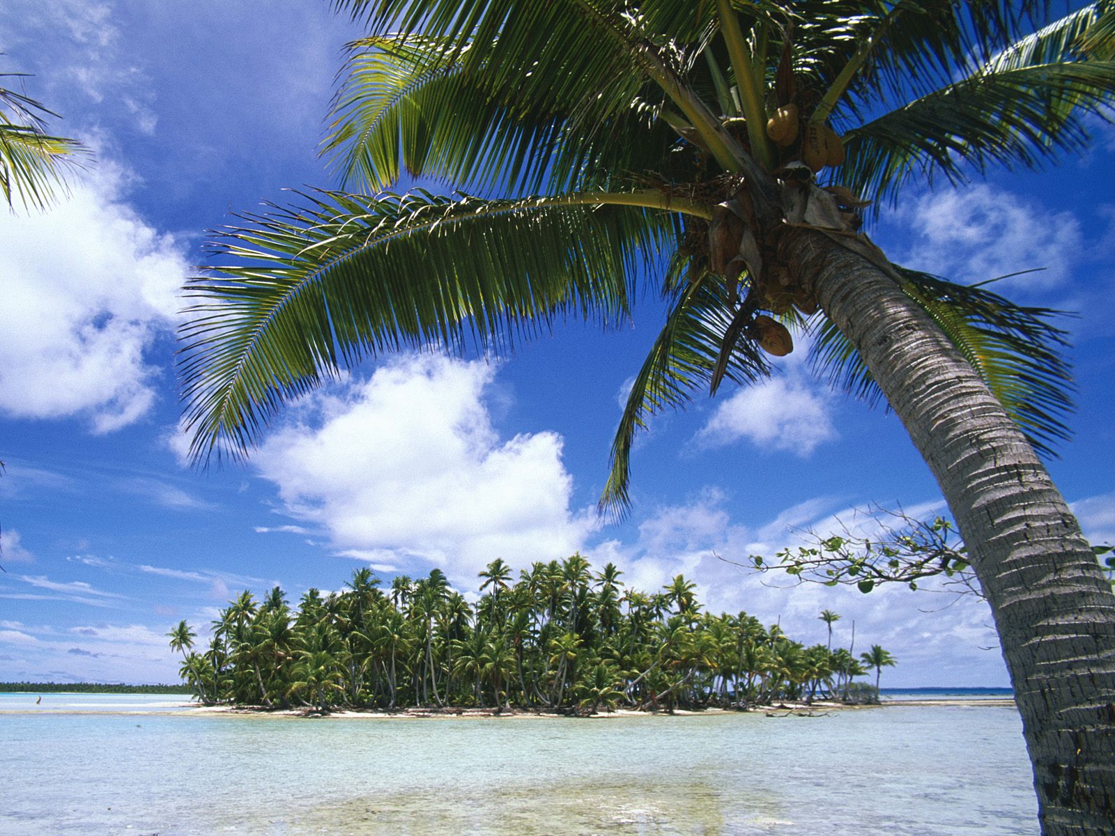 Rangiroa, Tuamotu Islands, French Polynesia wallpaper download