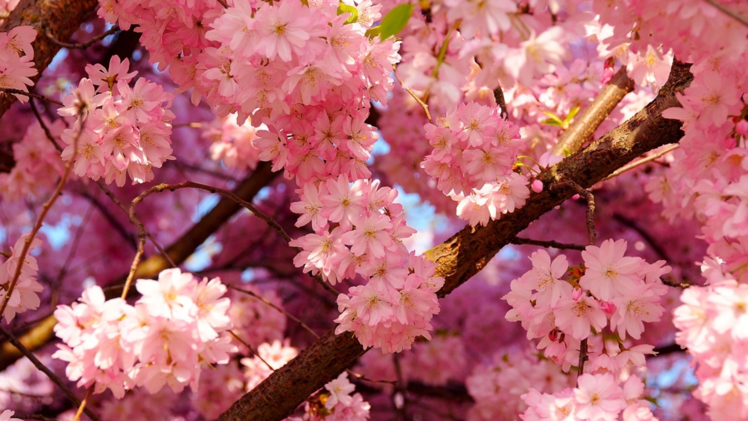 Pink Cherry Blossoms wallpaper download