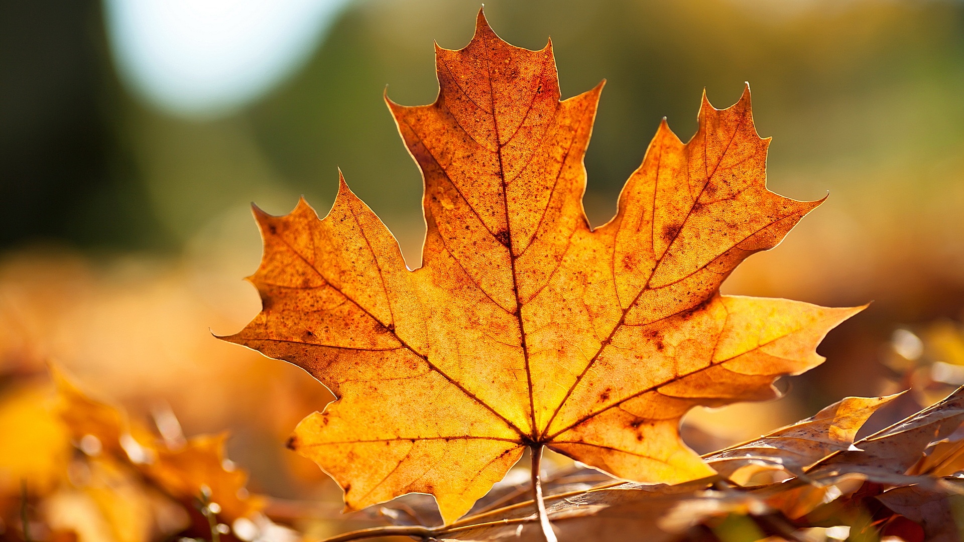 Autumn Leaf wallpaper download