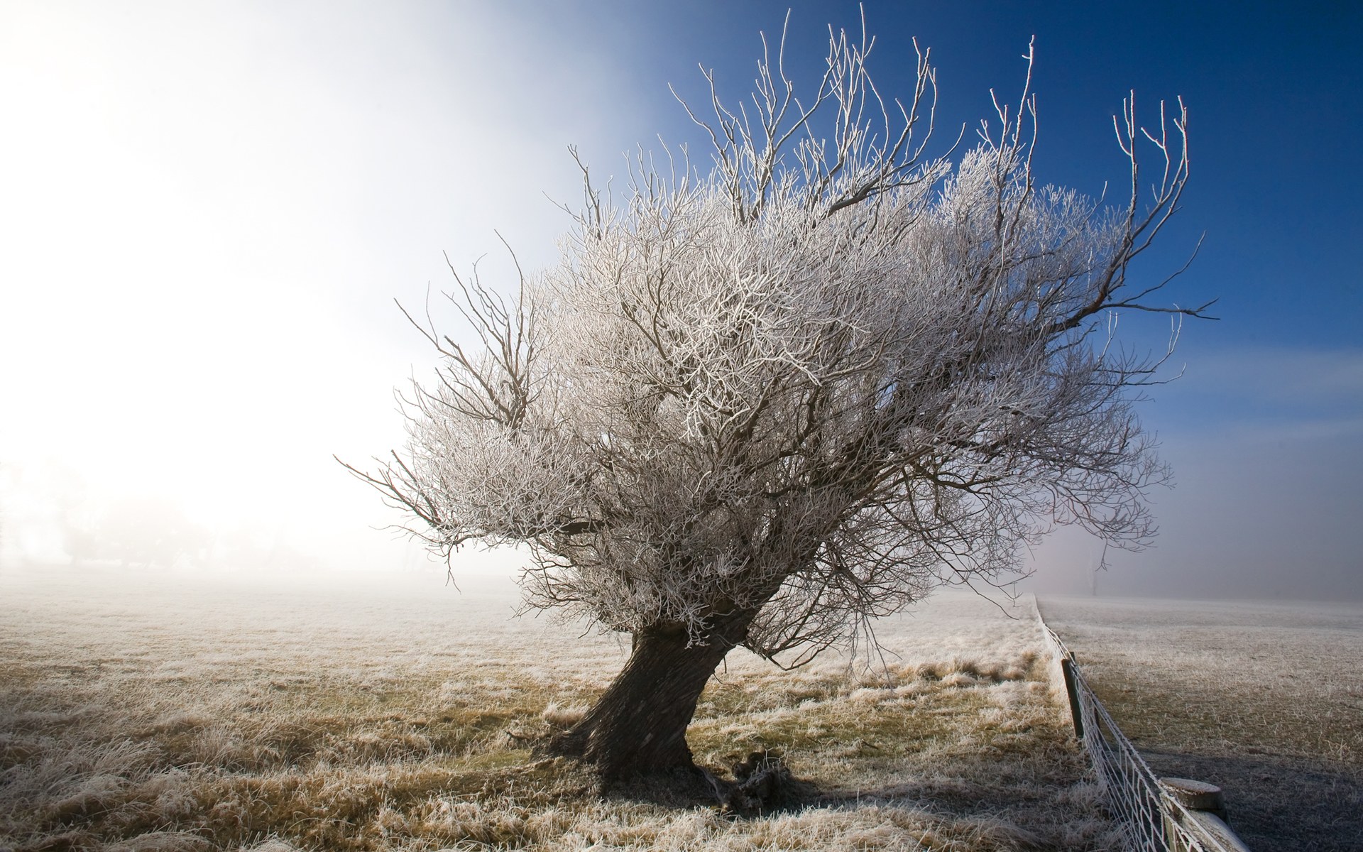 Frozen Tree wallpaper download