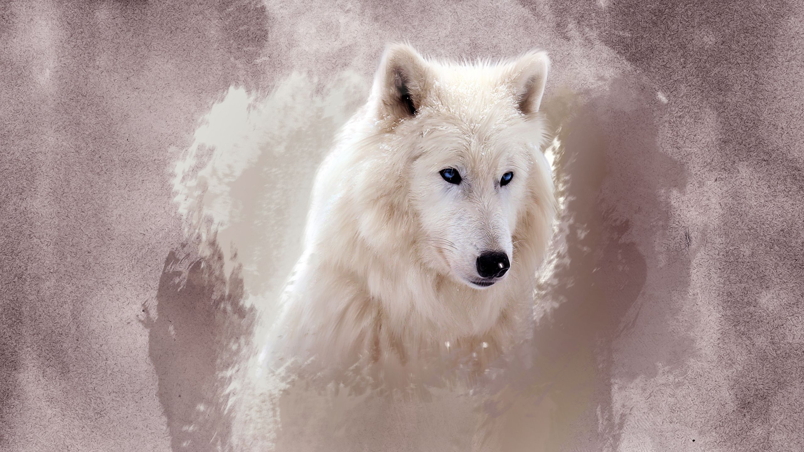 The Wolf wallpaper download