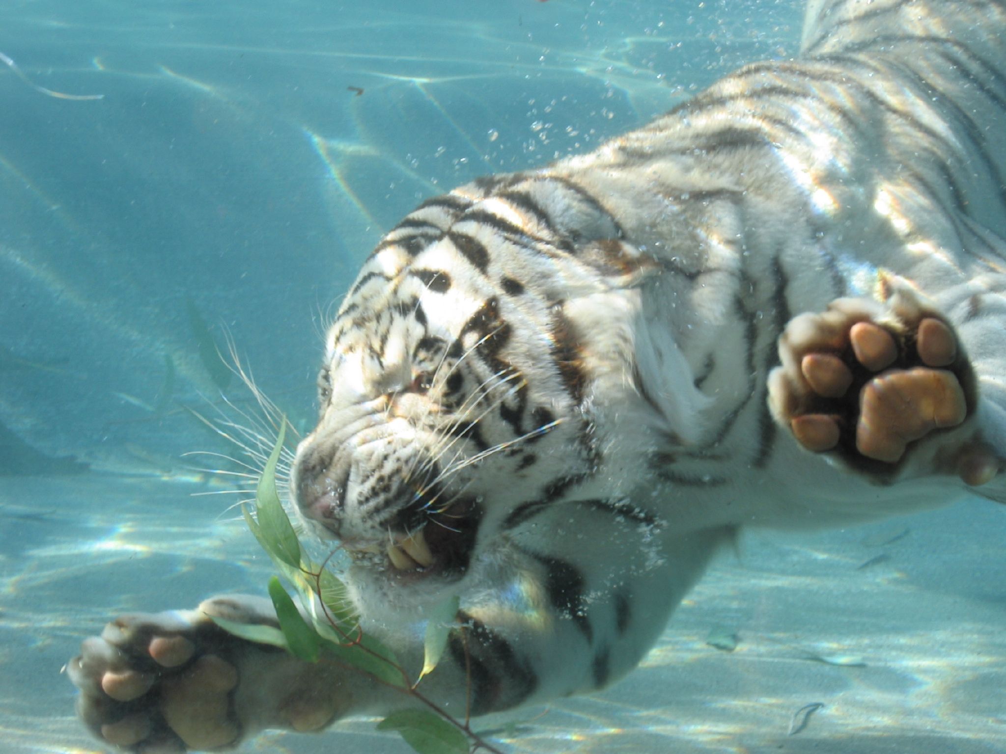 White tiger swimming wallpaper download