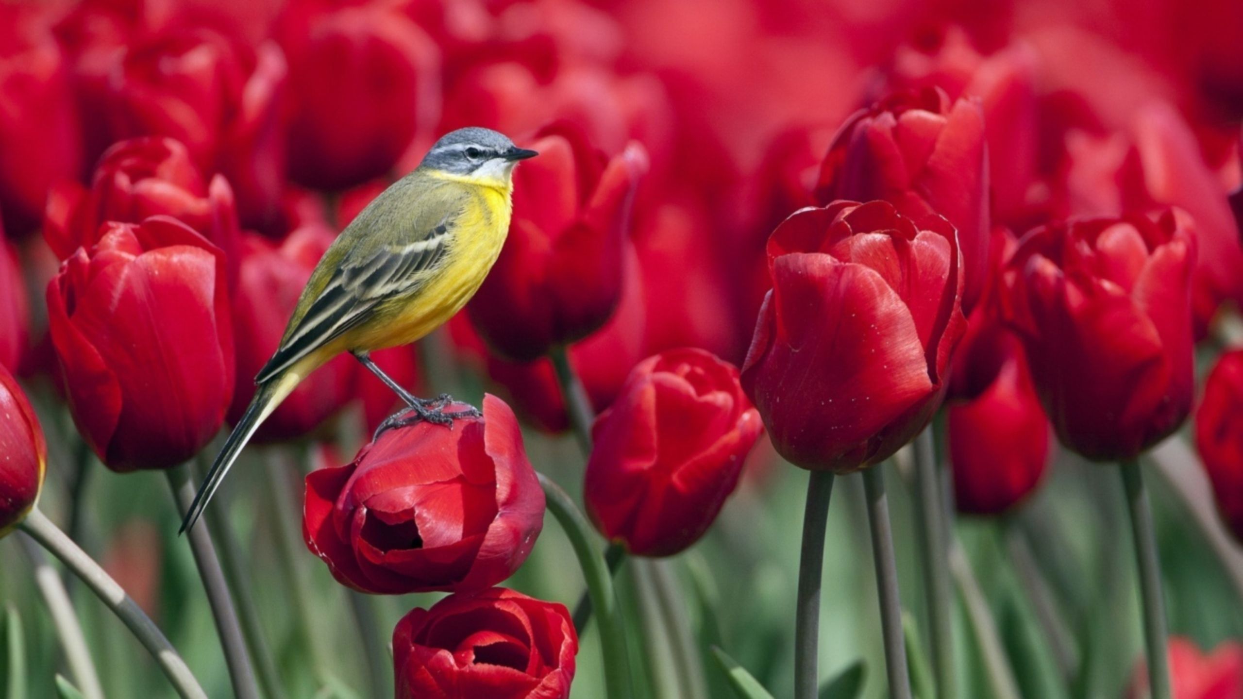 Bird standing on a red tulip flower wallpaper download