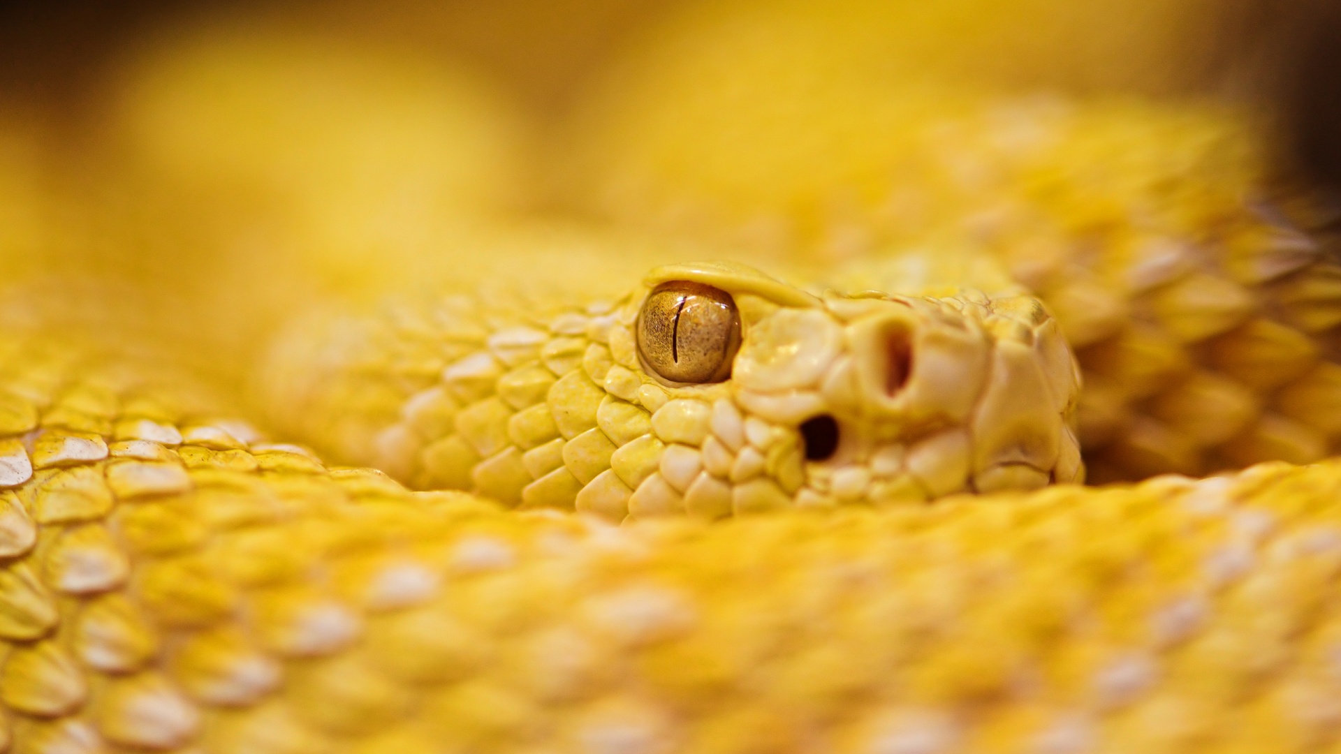 Albino Rattlesnake wallpaper download