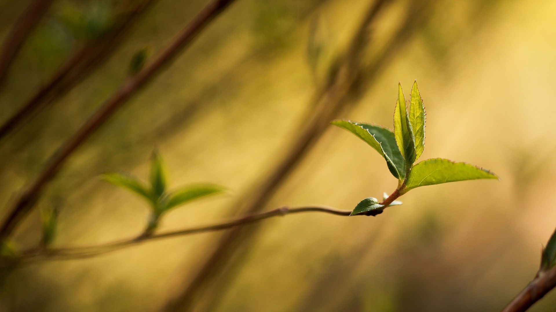 Fresh Green leaf wallpaper download