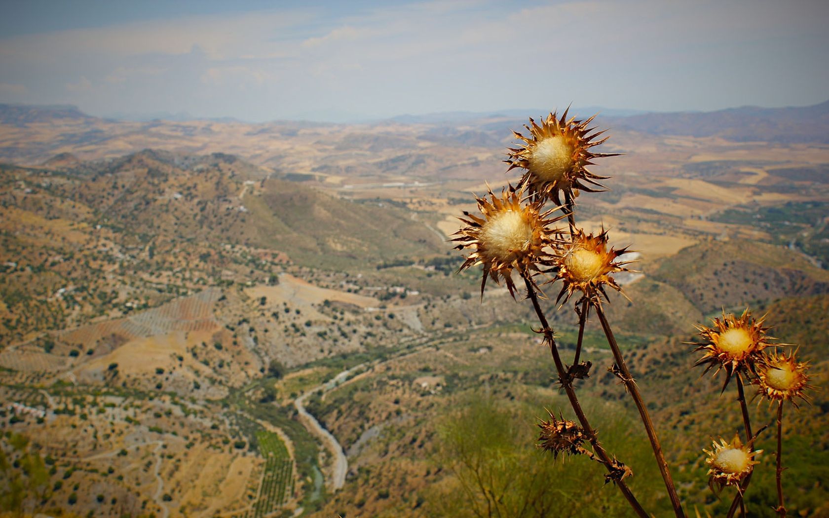 Sun flowers By Rick Waalders wallpaper download