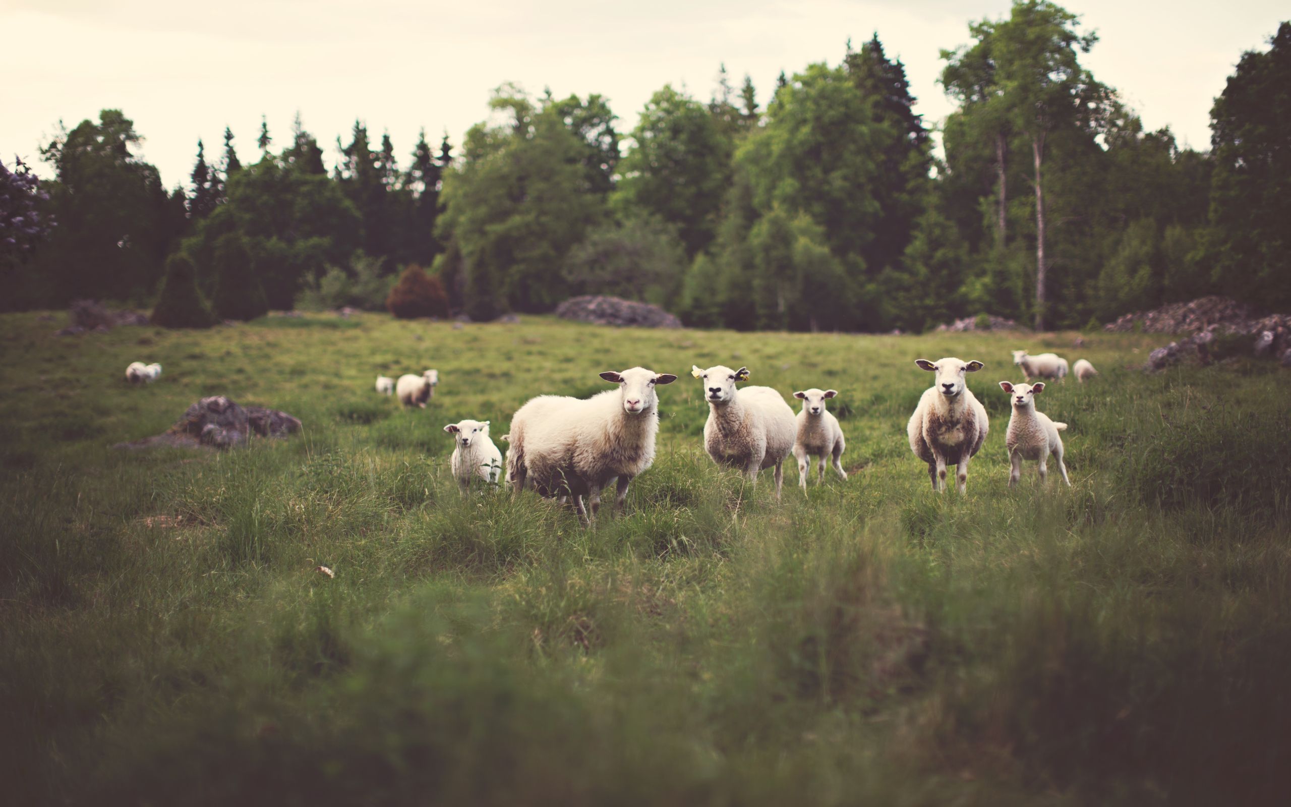 sheep by Jonas Nilsson Lee wallpaper download