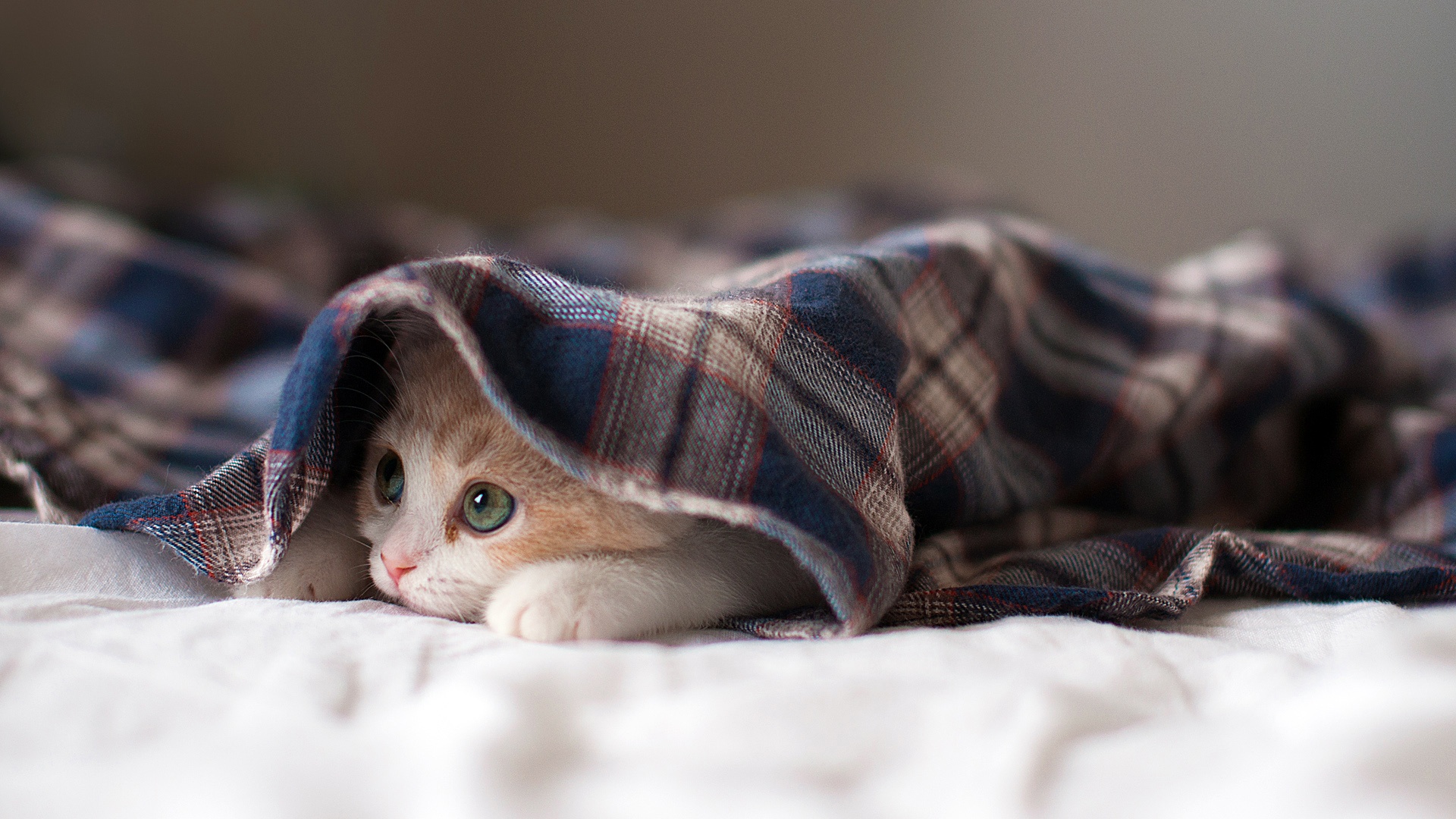 sleepy kitten wallpaper download