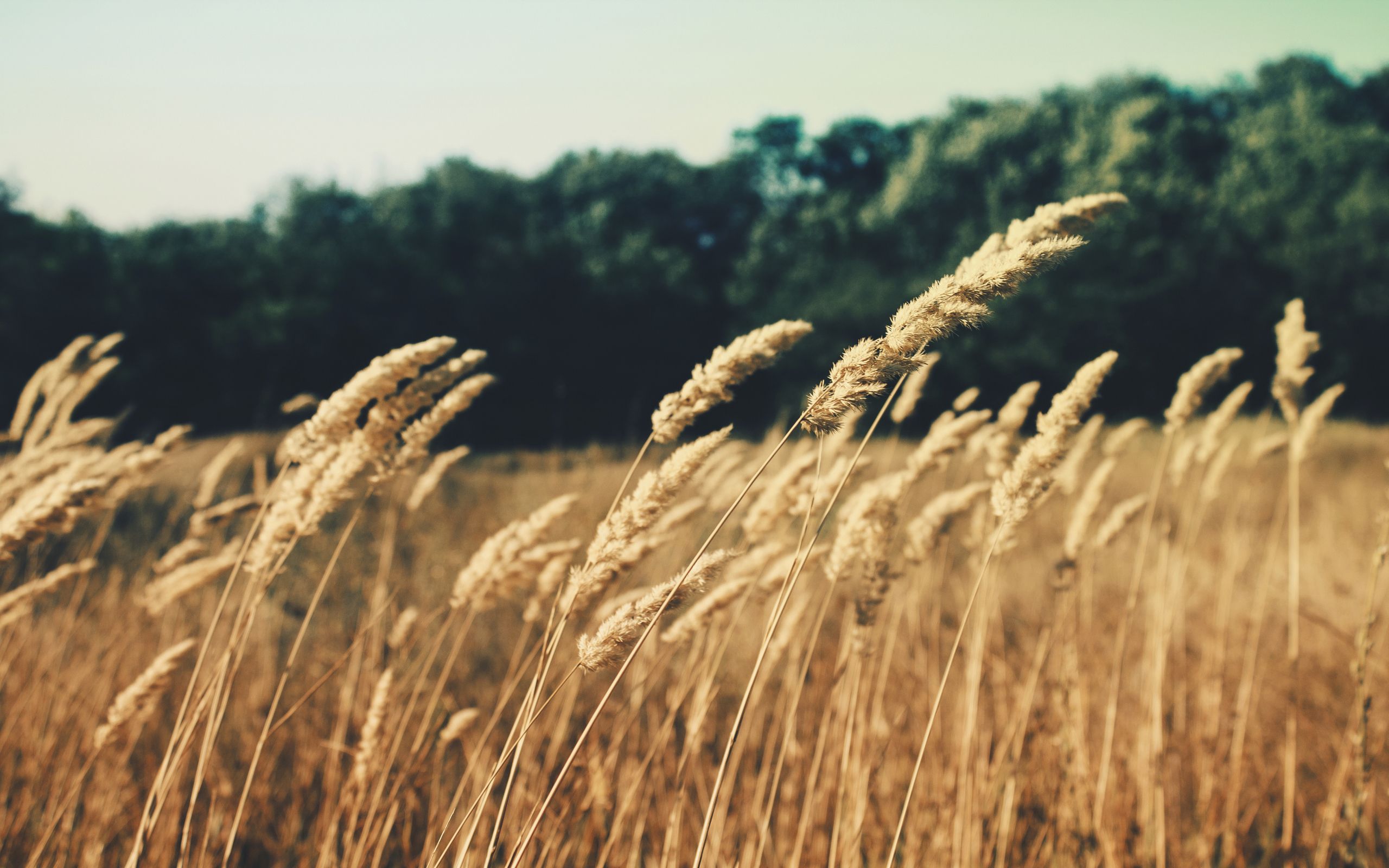 barley By Zugr wallpaper download