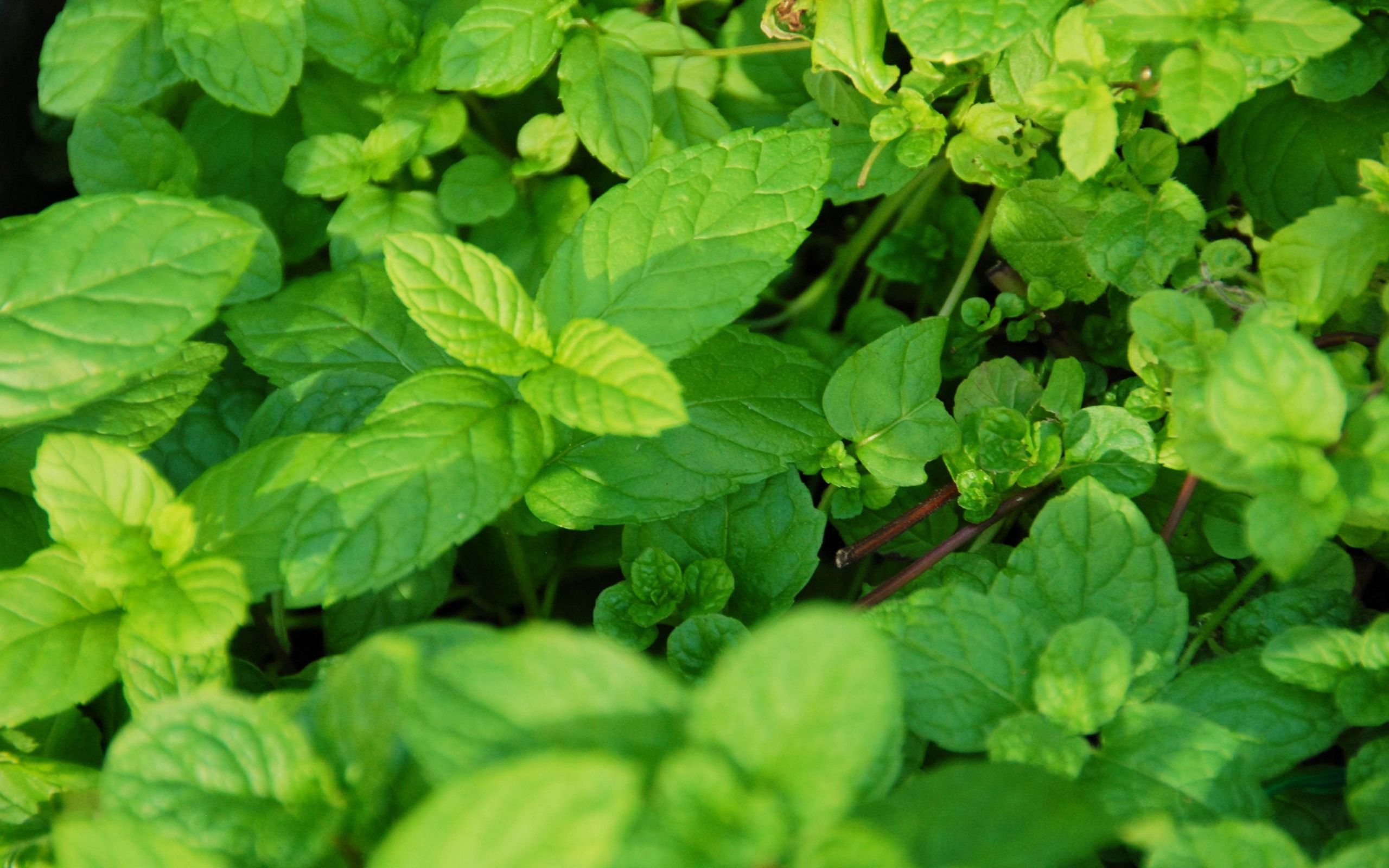 mint leaves by Max Moreira wallpaper download