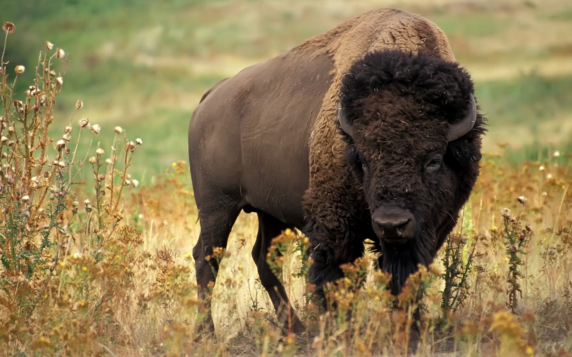 american bison wallpaper download