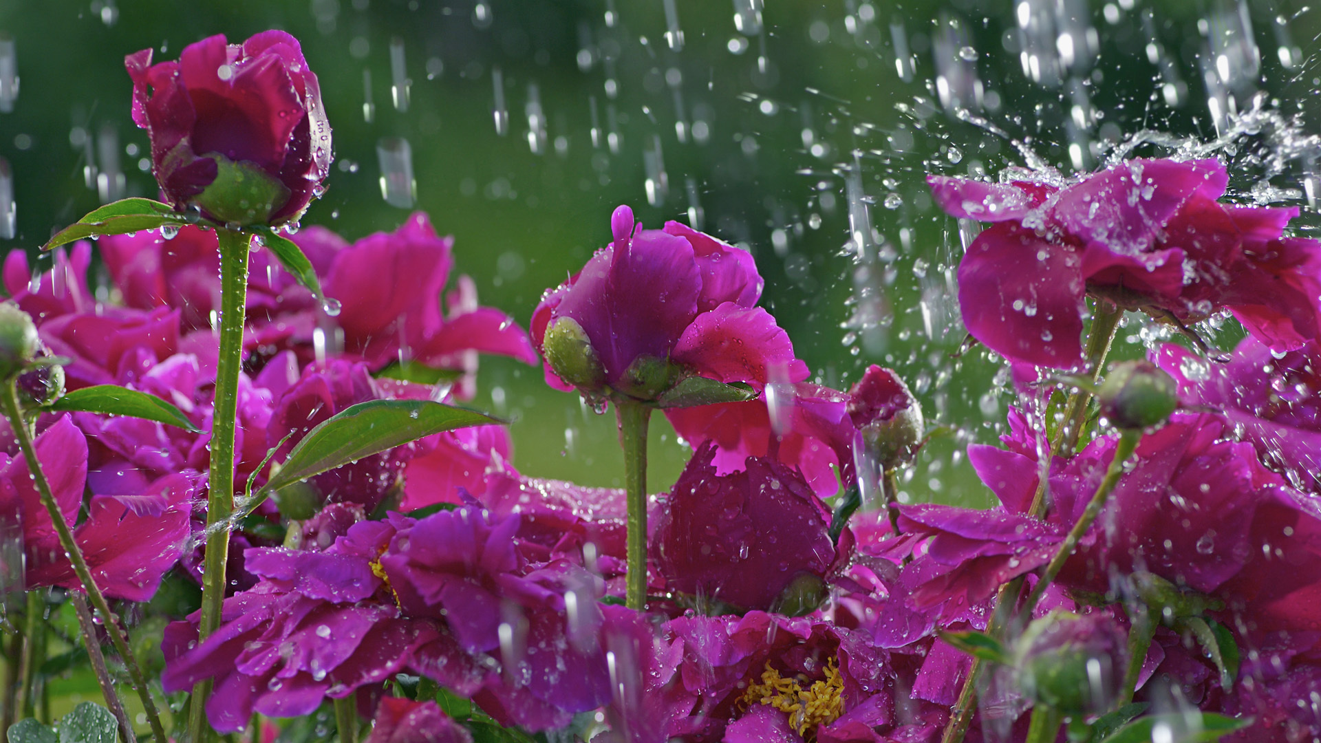 Rain on flowers wallpaper download